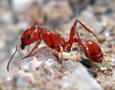 quel insecte a le venin le plus toxique